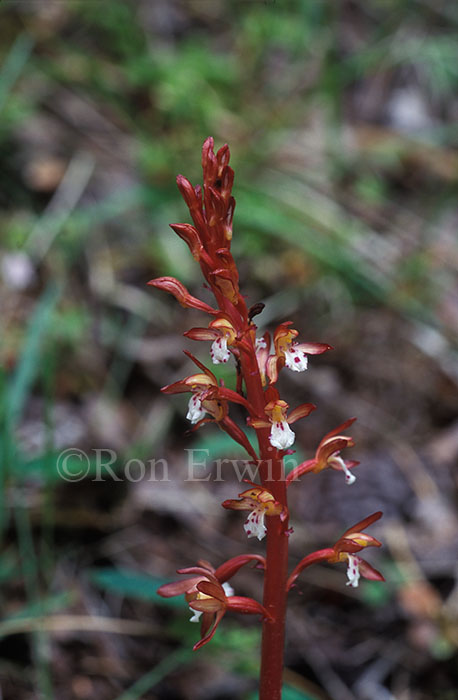 Spotted Coralroot
