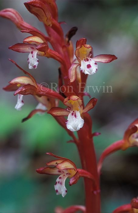 Spotted Coralroot