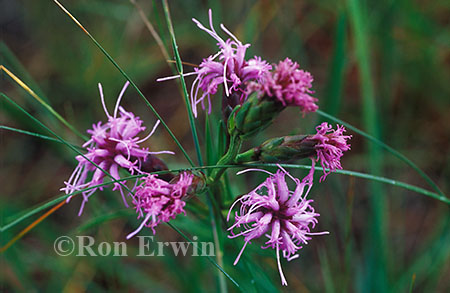 Pink Blazing Star