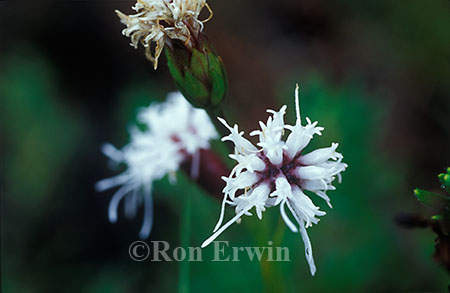 White Blazing Star