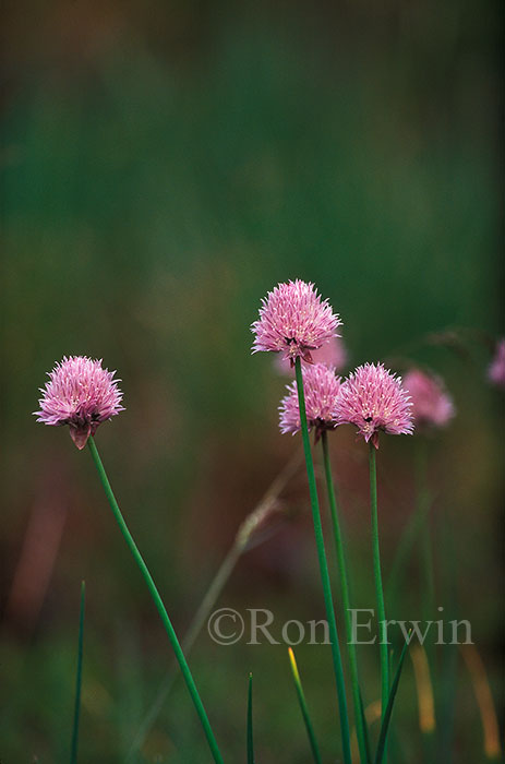 Wild Chives