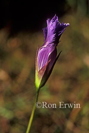 Fringed Gentian