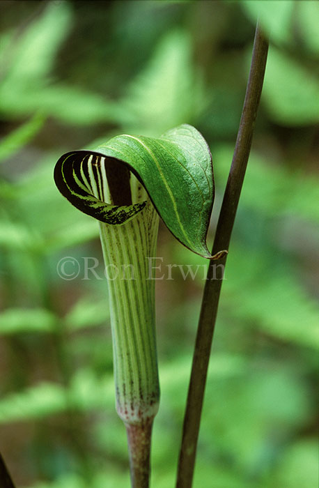 Jack-in-the-Pulpit