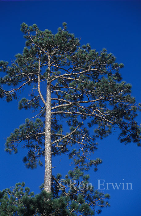 Red Pine