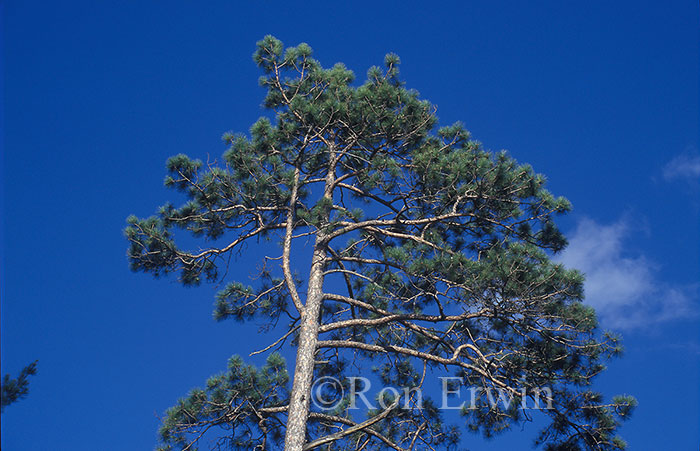 Red Pine