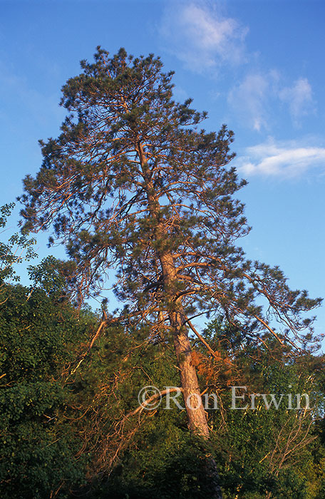 Red Pine
