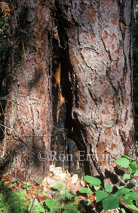 Burned Red Pine