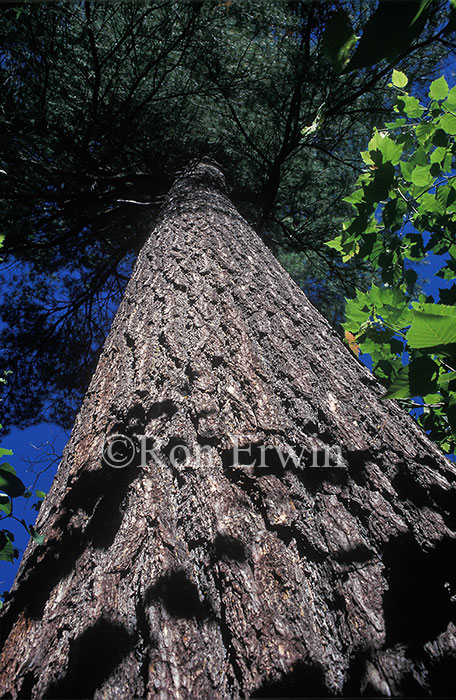 Eastern White Pine