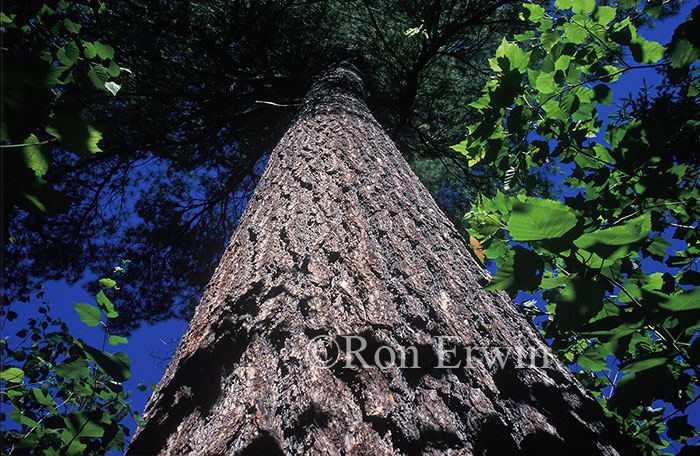 Eastern White Pine