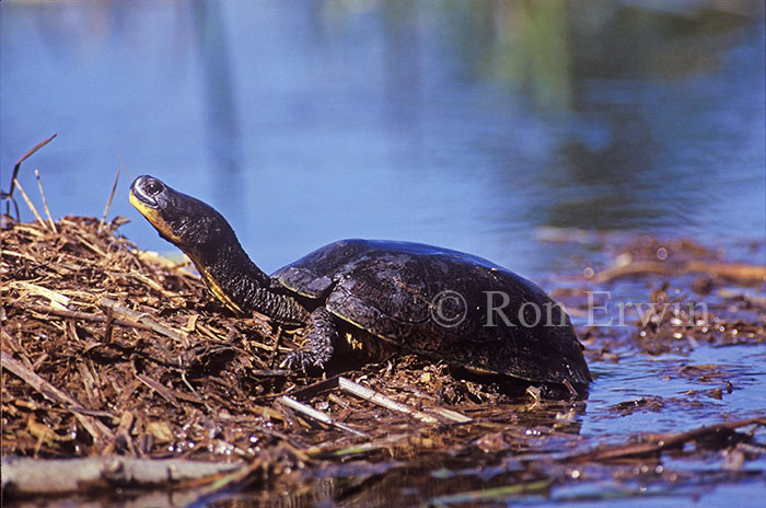 Blanding's Turtle