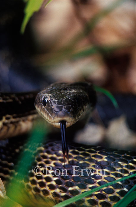 Gray Ratsnake