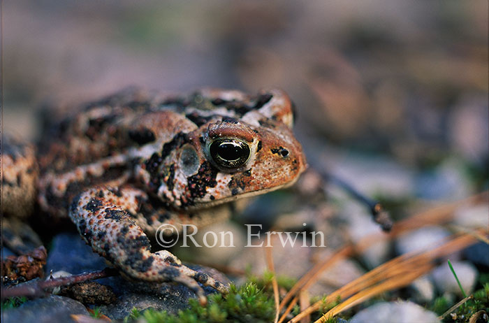 American Toad