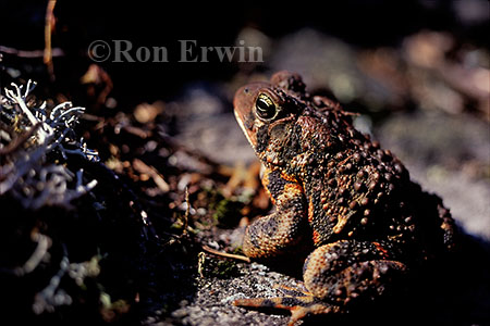 American Toad