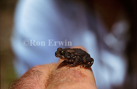 Amrican Toad