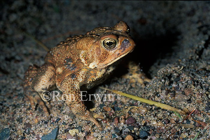 American Toad