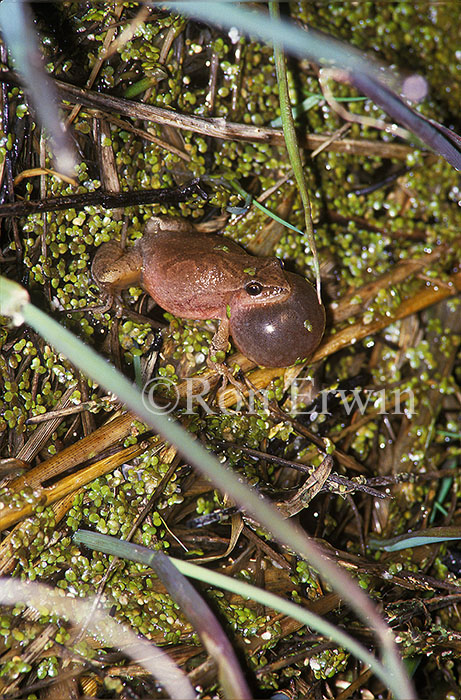 Spring Peeper
