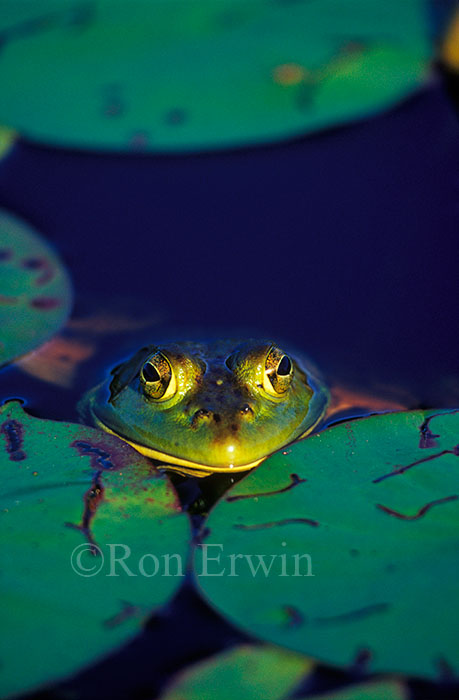 Bullfrog and Water Lilies