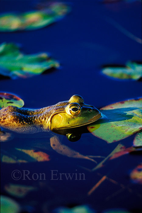 Bullfrog