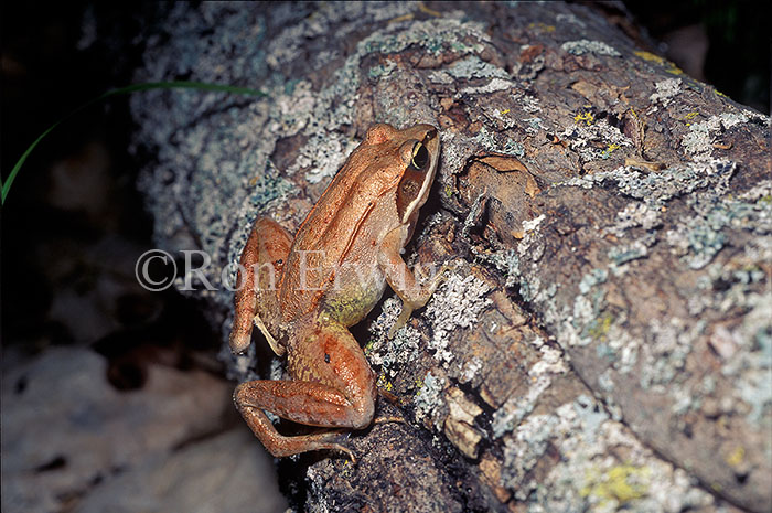 Wood Frog