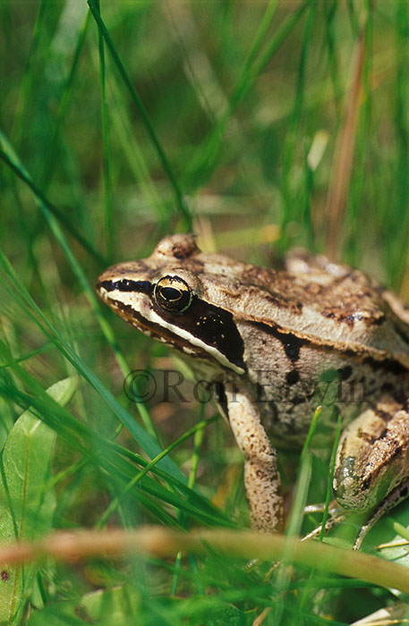 Wood Frog