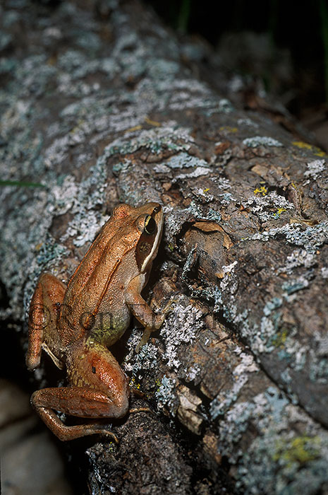 Wood Frog