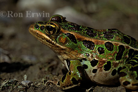 Northern Leopard Frog