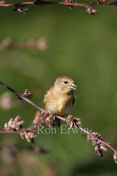American Goldfinch
