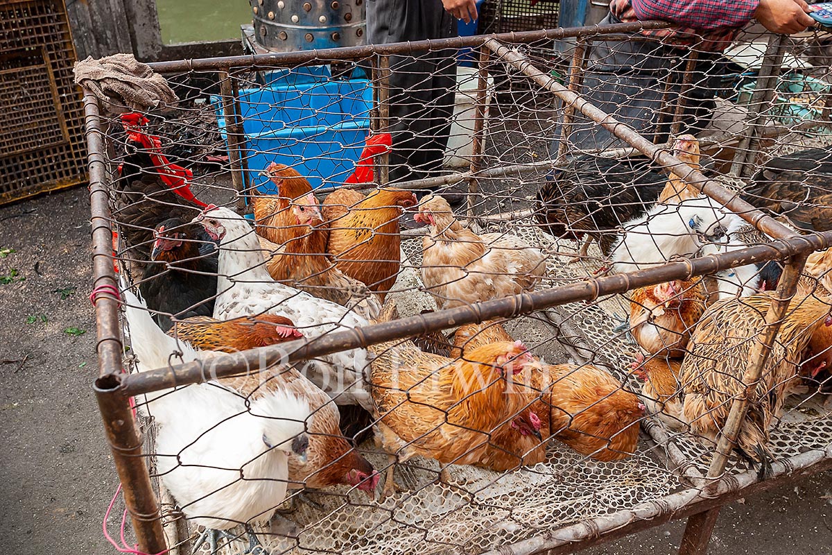 Caged Chickens