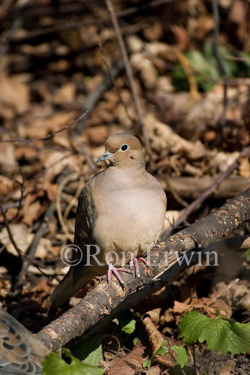 Mourning Dove