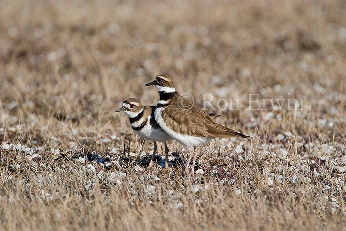 Killdeer