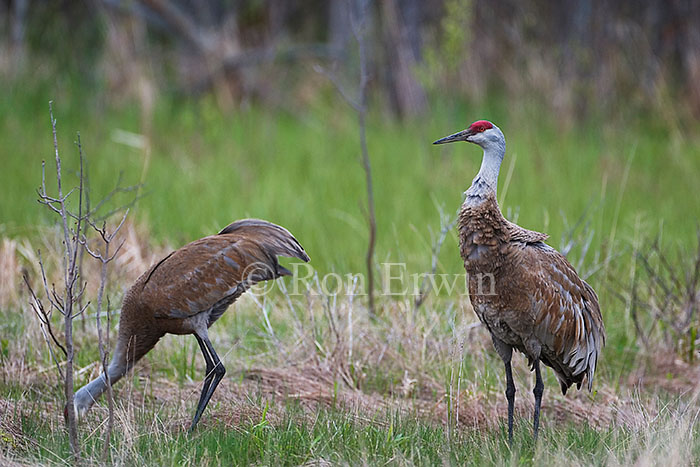 Sandhill Cranes