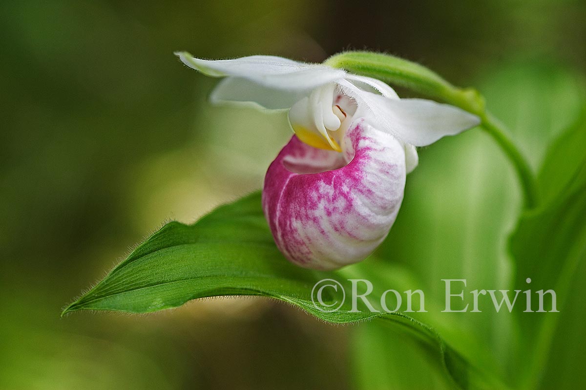Showy Lady's Slipper