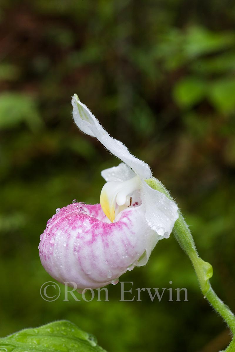 Showy Lady's Slipper