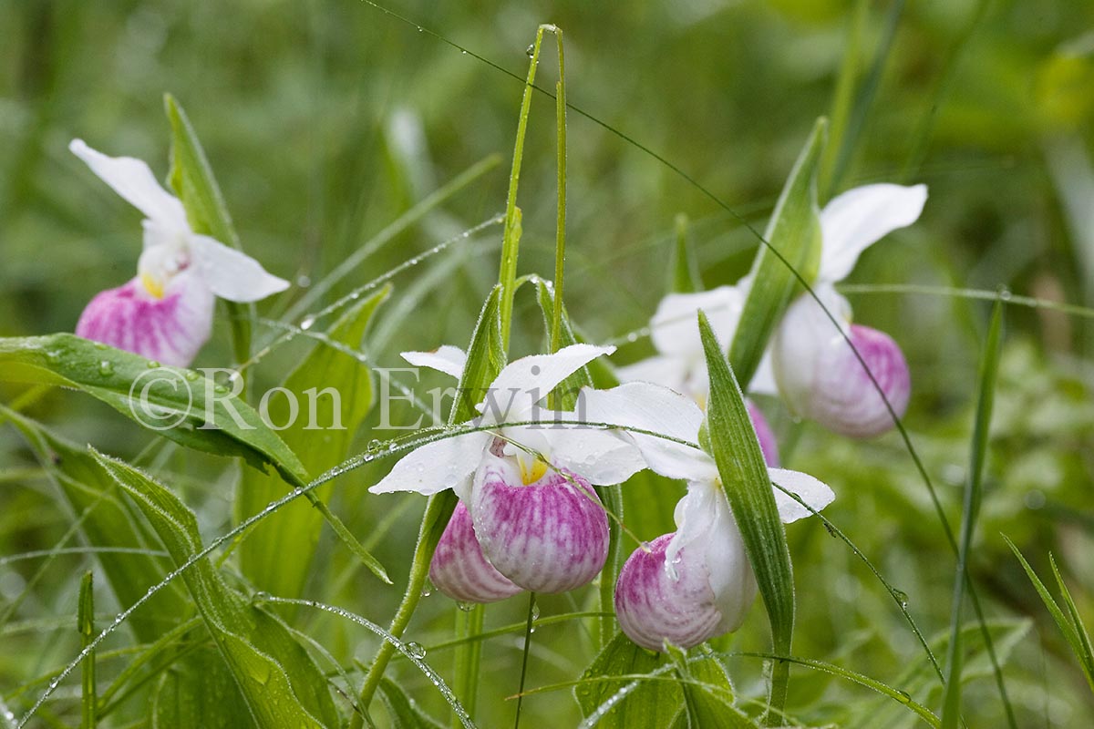 Showy Lady's Slippers