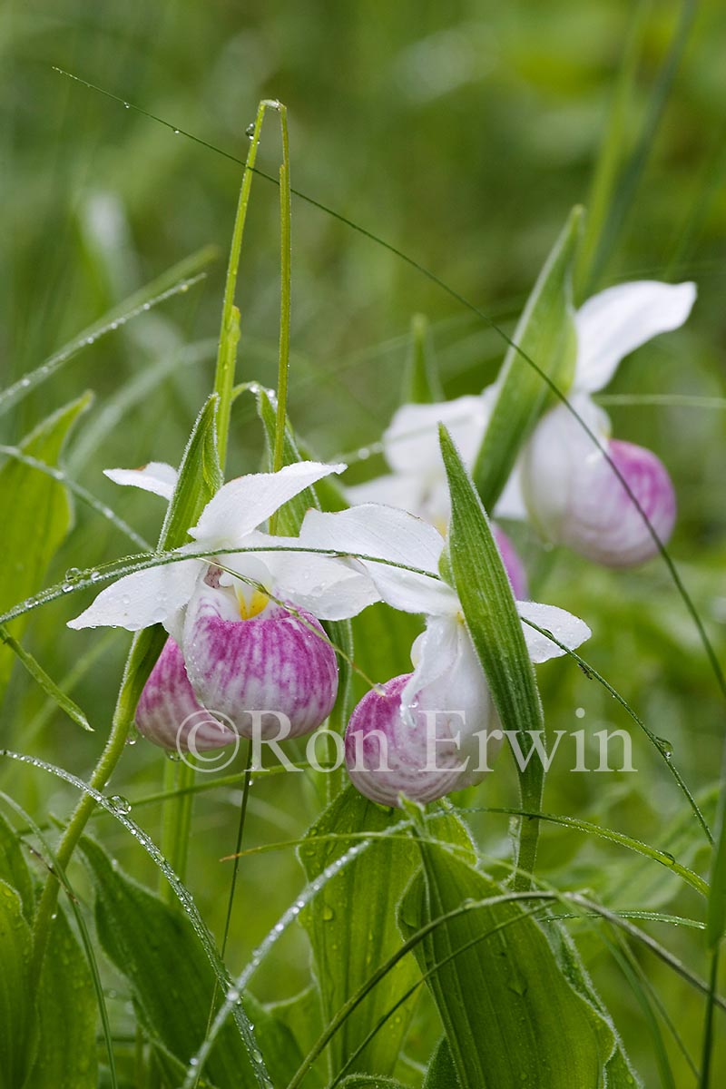 Showy Lady's Slippers
