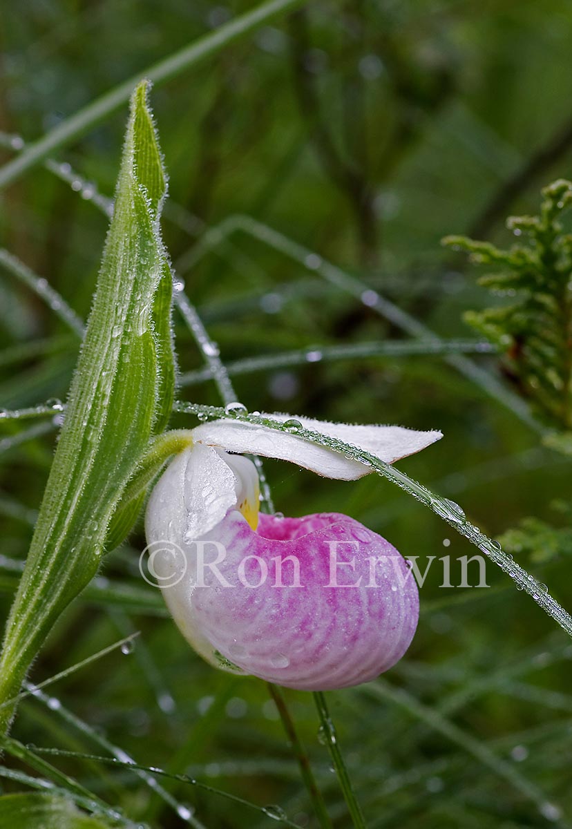 Showy Lady's Slipper