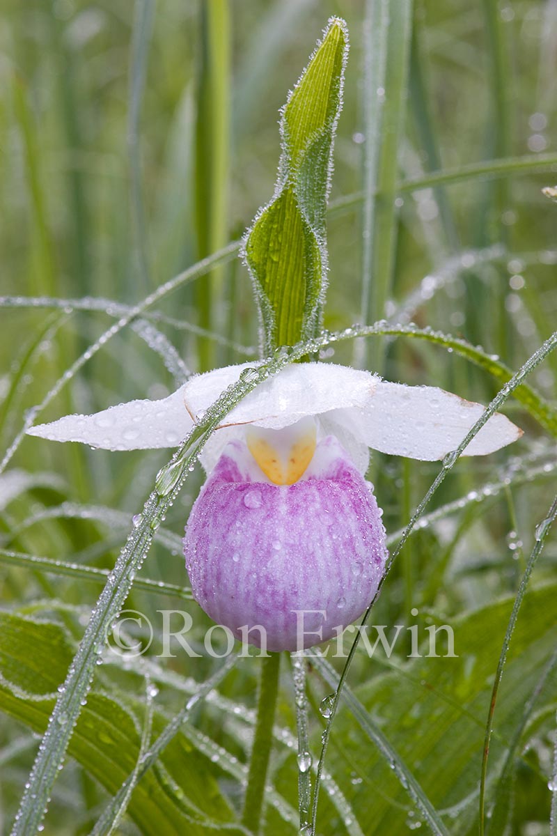 Showy Lady's Slipper