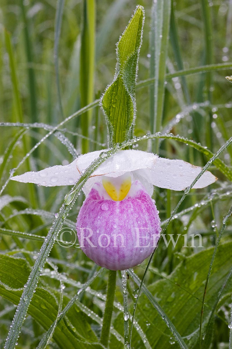 Showy Lady's Slipper