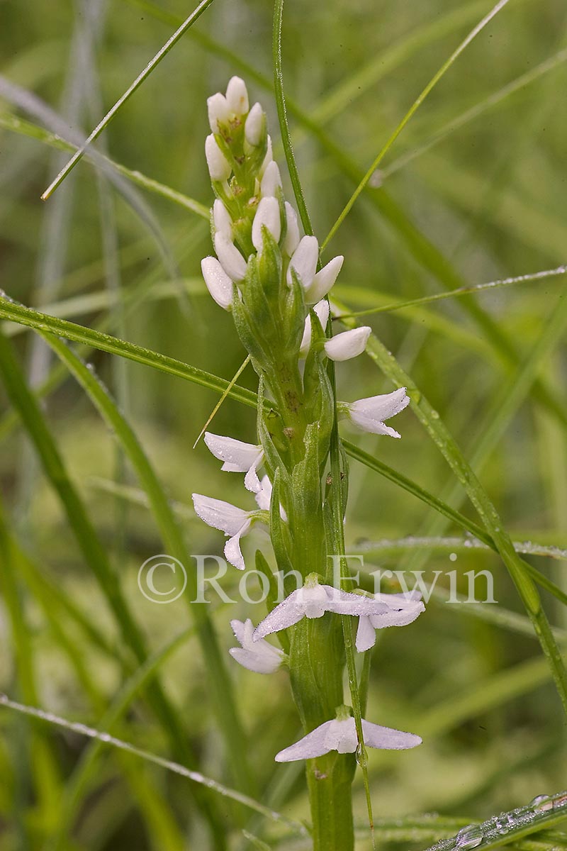 White Bog Orchid