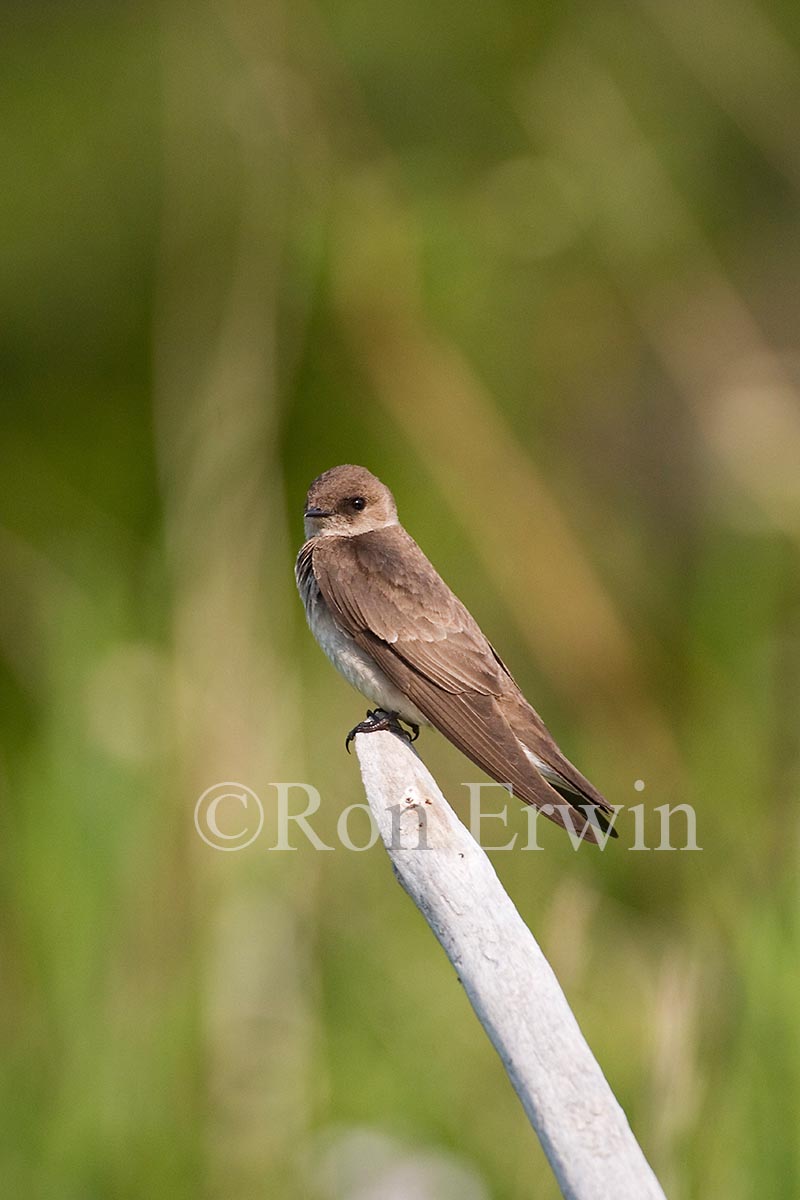 Bank Swallow