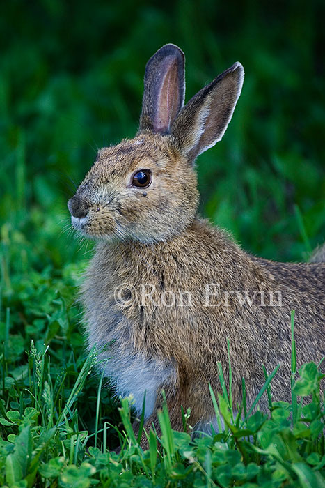 Snowshoe Hare 