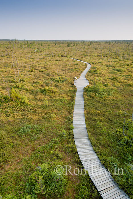 Bog Trail in Kouchibouguac