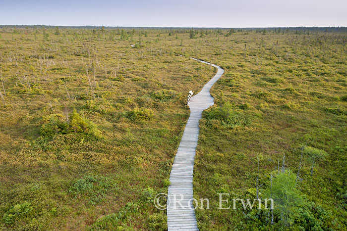 Bog Trail in Kouchibouguac