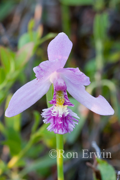 Rose Pogonia