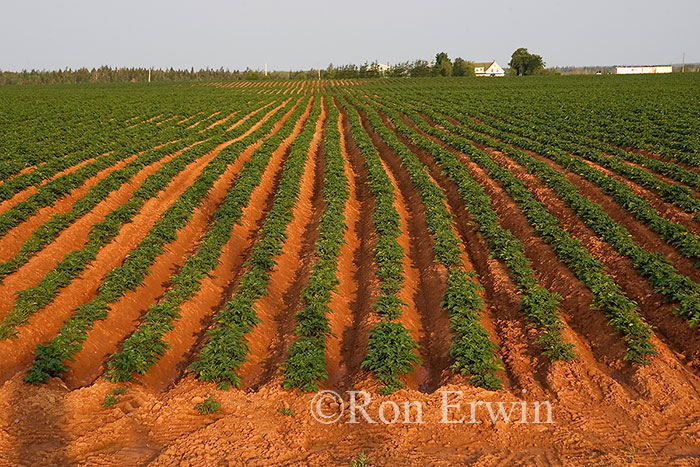 Potato field, PEI