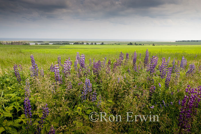 Lupines on PEI