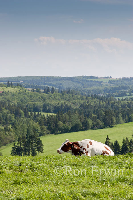 PEI Cow