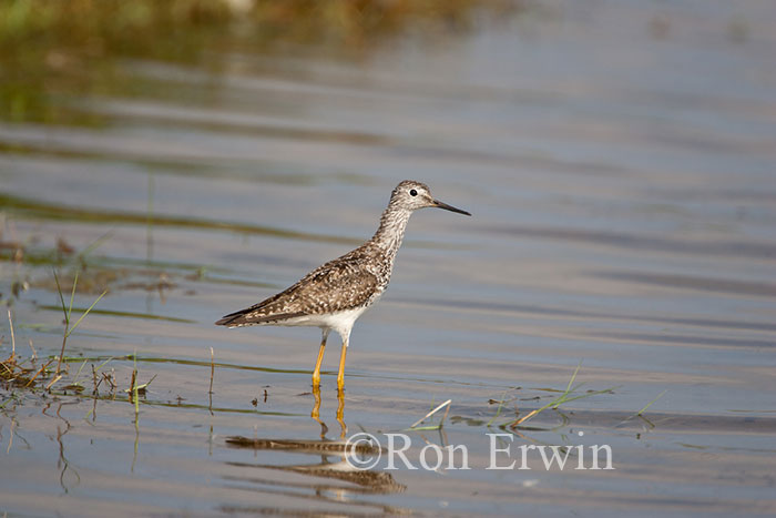 Greater Yellowlegs