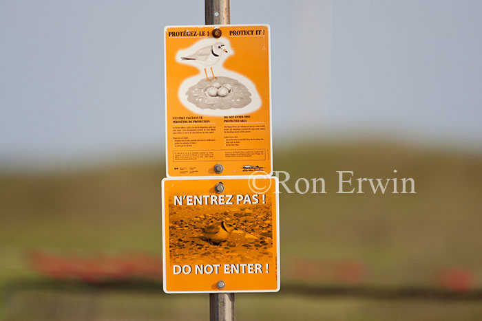 Piping Plover Warning Sign