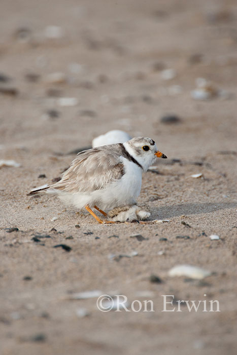 Piping Plover with Dying Young